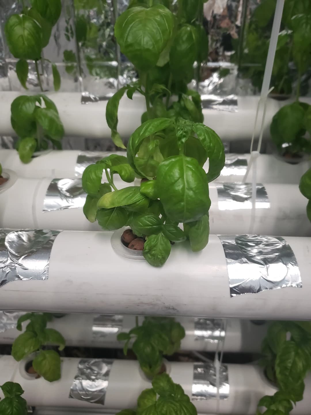 Basil grow rack