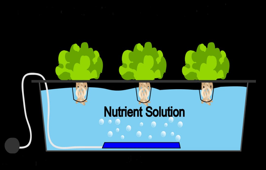 Deep water culture system