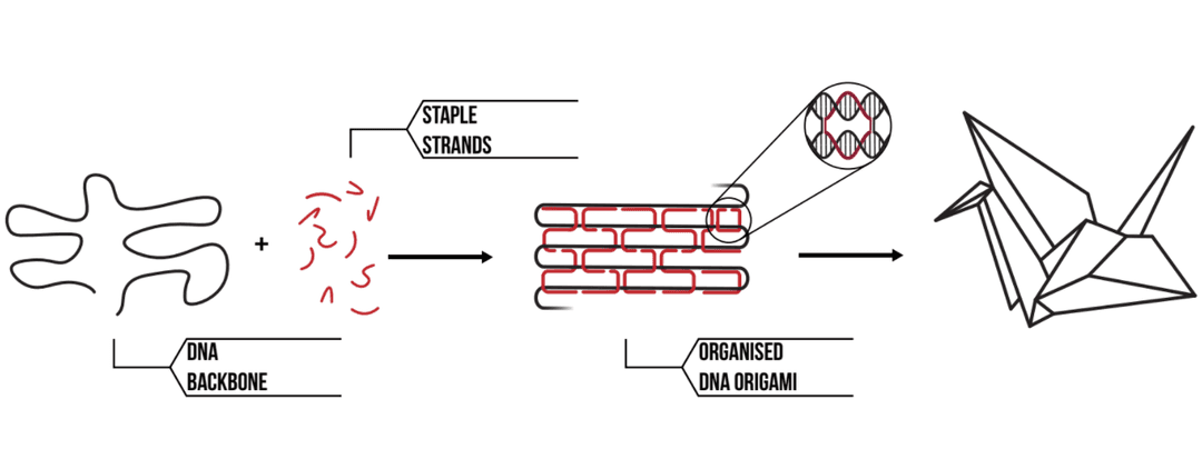 Staple Strands