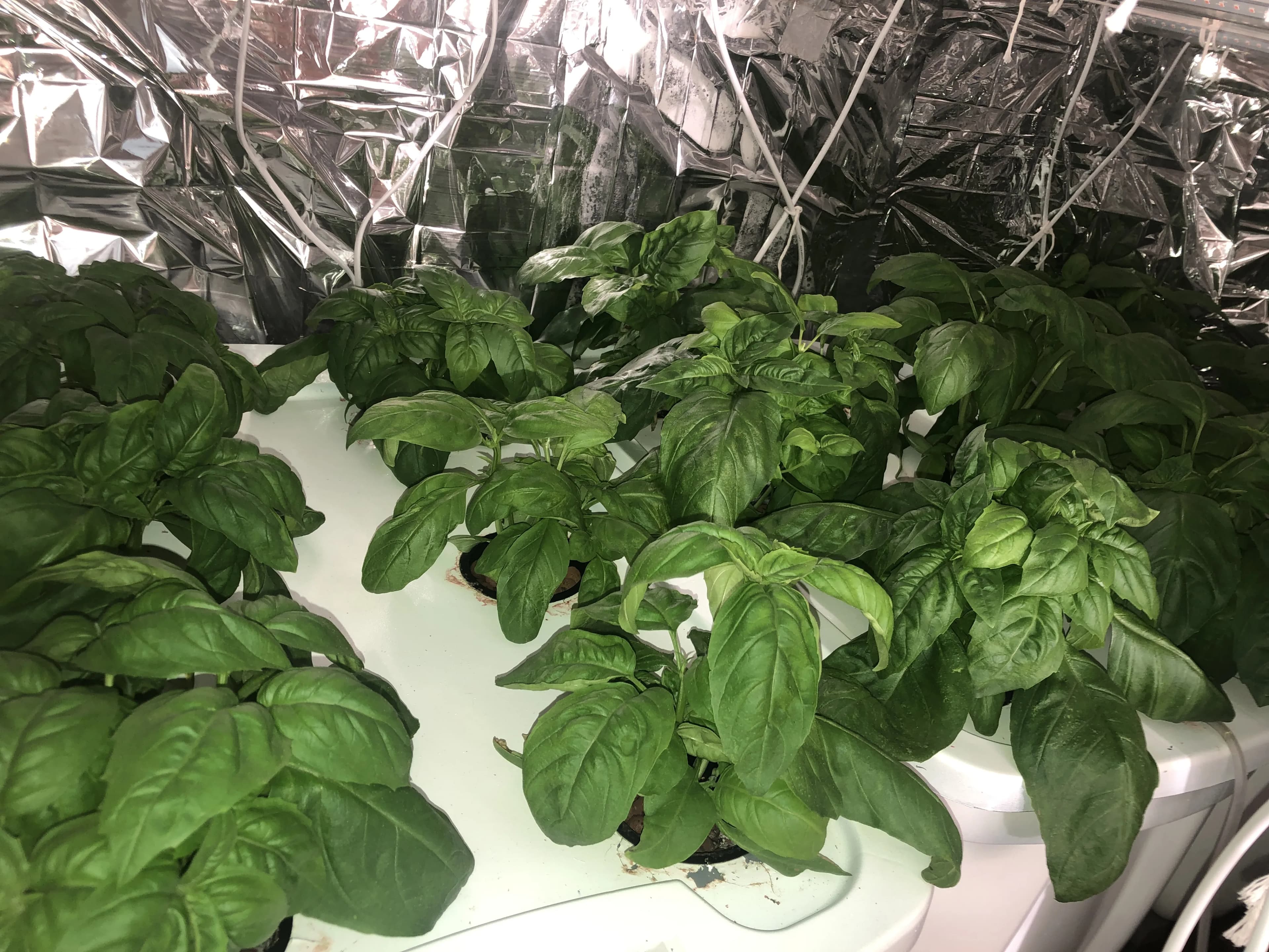 Hydroponics's cover image