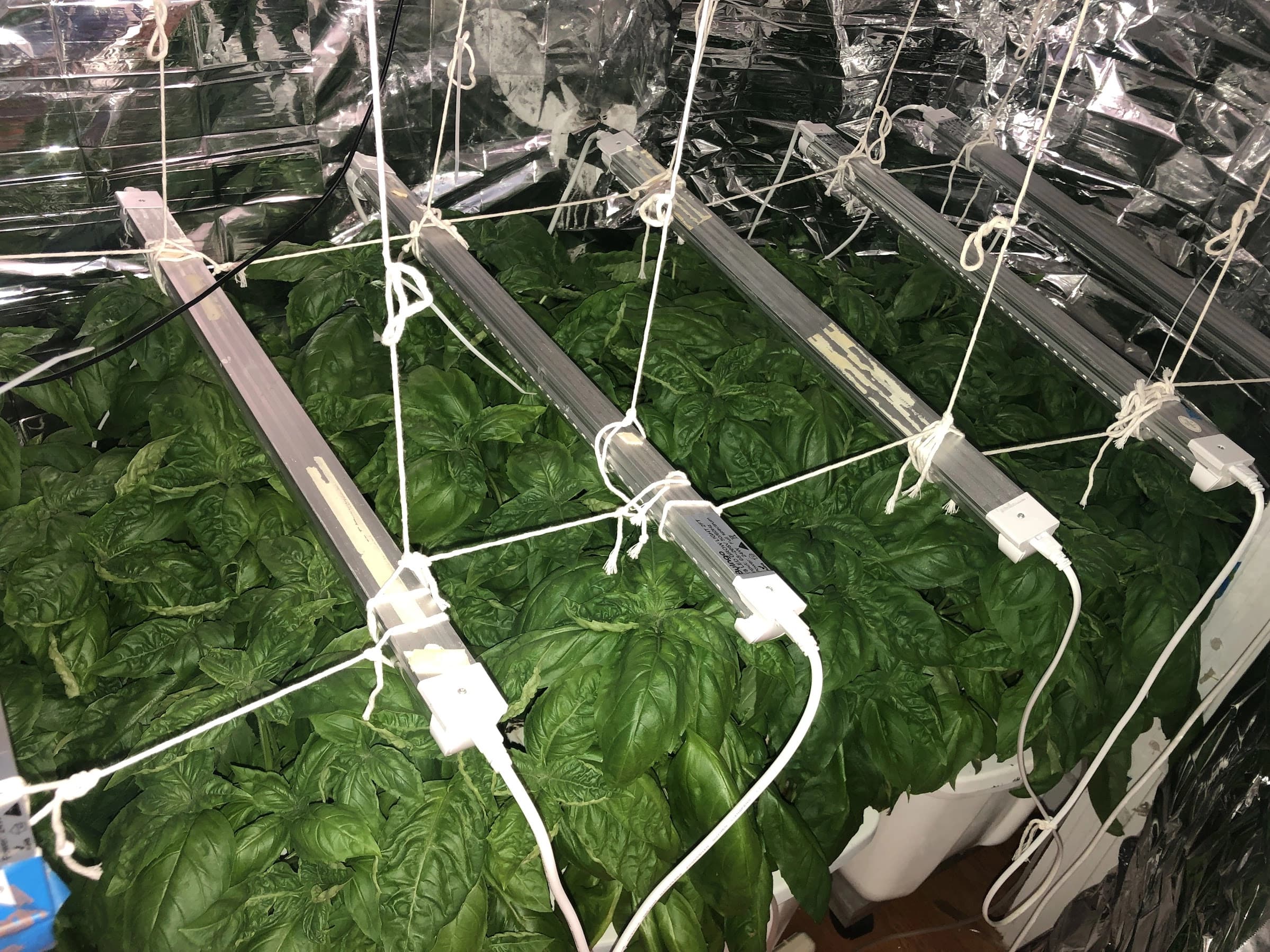 Hydroponics's cover image