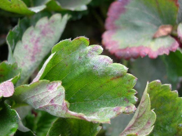 Moldy leaves