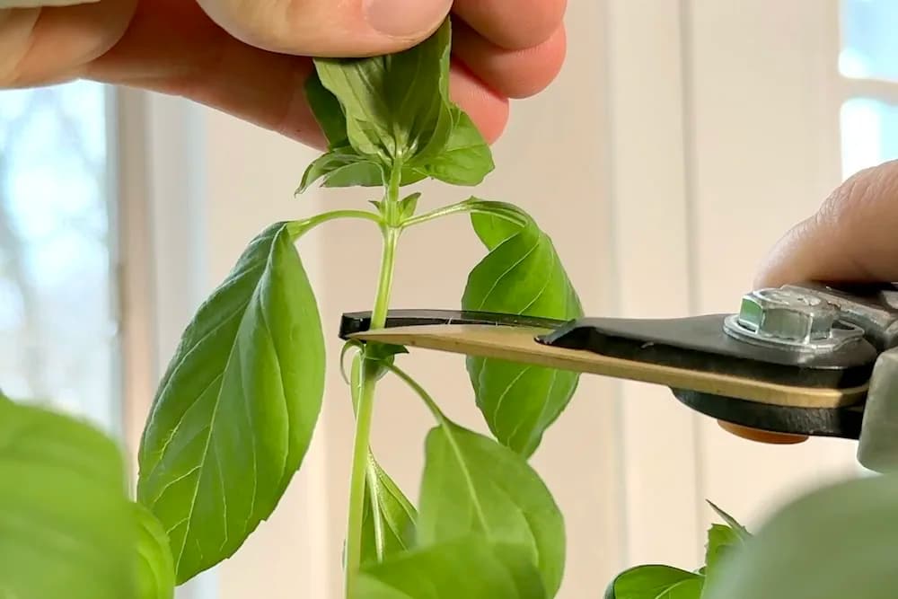 Pruning basil